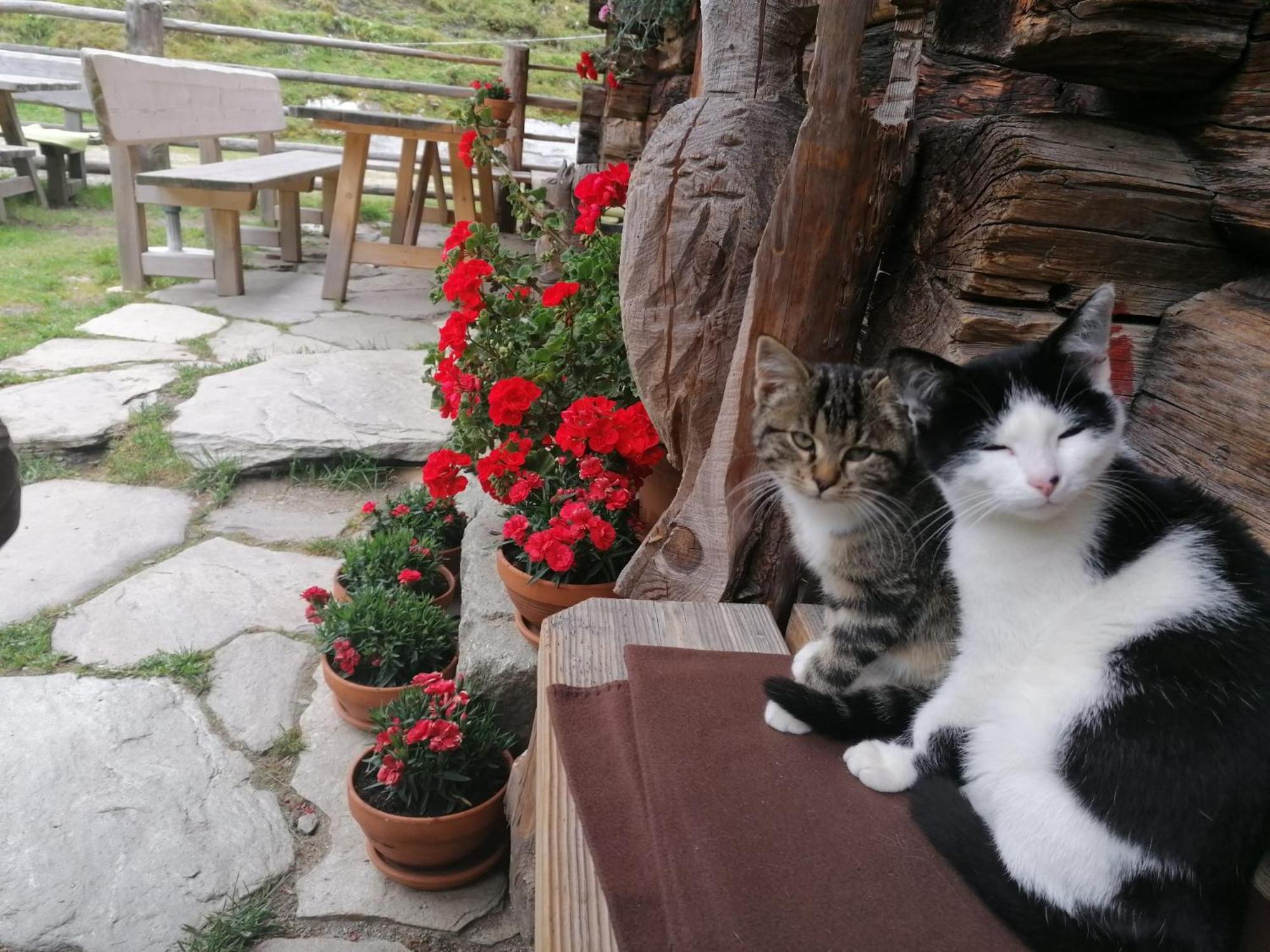 Birnbaum Chalets Grossarl Bagian luar foto